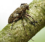 Binden-Augenfleckenbock (Mesosa nebulosa)_kl.