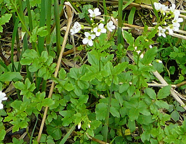 Bitteres Schaumkraut (Cardamine amara) Mai  2012 Alpen Ammergebirge, Grasnang 016a
