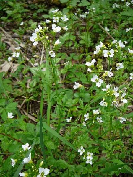 Bitteres Schaumkraut (Cardamine amara) Mai  2012 Alpen Ammergebirge, Grasnang 017