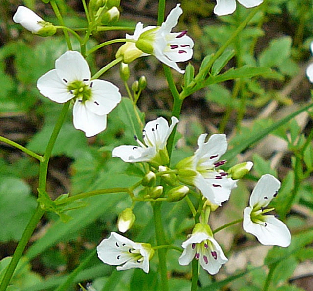 Bitteres Schaumkraut (Cardamine amara) Mai  2012 Alpen Ammergebirge, Grasnang 017b