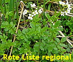 Bitteres Schaumkraut (Cardamine amara) kl.