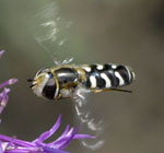 Blasenkpfige Schwebfliege Flug kl.
