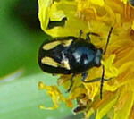 Blattkfer 3 (Cryptocephalus spec.) links kl.