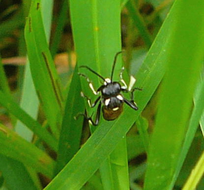 Blattwespe 4...Macrophya duodecimpunctatat Mai 09 Wildblumen & Insekten Graben Hemsbach 071