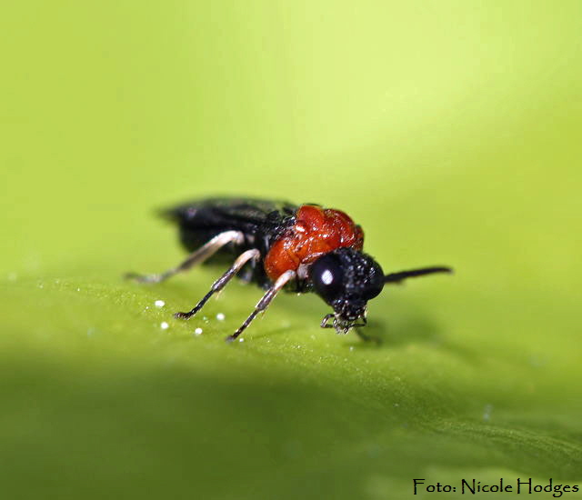 Blattwespe 5 (Eutomostethus ephippium)-April09-Garten-1