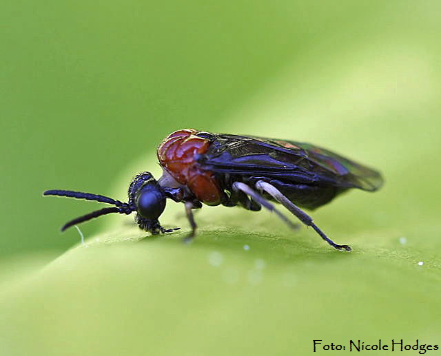 Blattwespe 5 (Eutomostethus ephippium)-April09-Garten-2