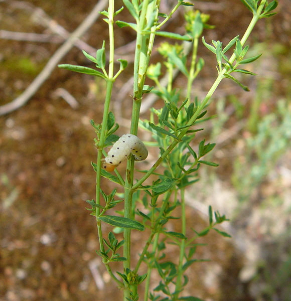 Blattwespenlarve 11 Tenthredo zona Juni 2010 Viernheimer Wald bei Httenfeld und Blumenacker 098