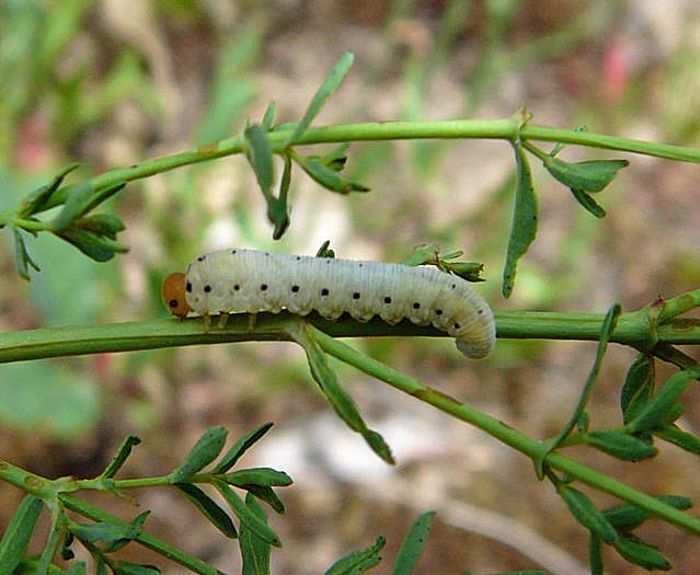 Blattwespenlarve 11Tenthredo zona Juni 2010 Viernheimer Wald bei Httenfeld und Blumenacker 099