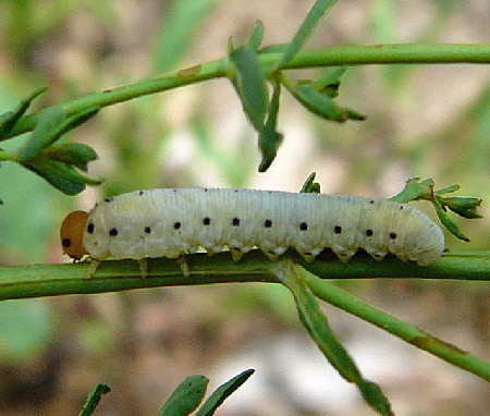 Blattwespenlarve 11Tenthredo zona Juni 2010 Viernheimer Wald bei Httenfeld und Blumenacker 100