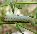 Blattwespenlarve 11Tenthredo zona kl.