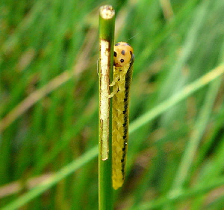 Blattwespenlarve 8 Mai 2010 Hemsbach Graben u. Kaefer 034