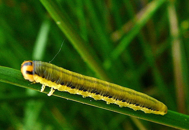 Blattwespenlarve 8 Mai 2010 Hemsbach Graben u. Kaefer 037