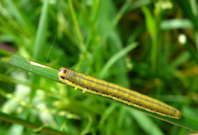 Blattwespenlarve 8 Mai 2010 Hemsbach Graben u. Kaefer 039