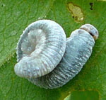 Blattwespenlarve 9 Monostegia abdominalis kl.