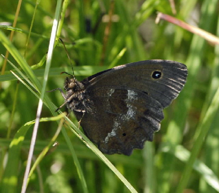 Blauugiger Waldportier Blaukernauge (Minois dryas Urlaub 2011 10.7.2011 Wildsteig NIKON 071