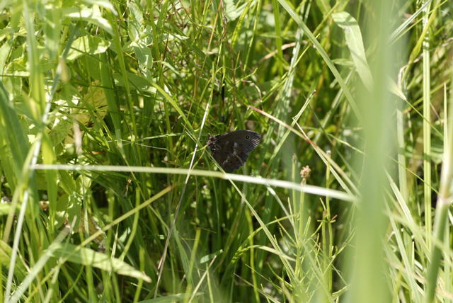 Blauugiger Waldportier Blaukernauge (Minois dryas Urlaub 2011 10.7.2011 Bad Hindelang, Grintensee, Wildsteig NIKON 070