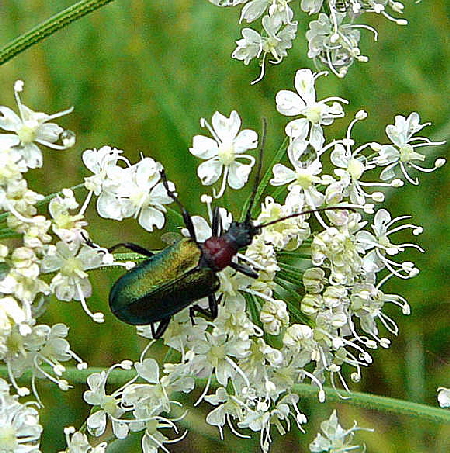 Blaubock (Gaurotes virginea) 2011-07-15 Nationalpark Berchtesgarden Wimbachklamm+gries 025 Blaubock (Gaurotes virginea) 2011-07-15 Nationalpark Berchtesgarden Wimbachklamm+gries 025