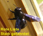 Blaue Holzbiene (Xylocopa violacea) kl.