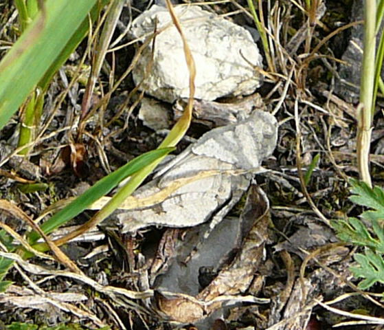 Blaue dlandschrecke (Oedipoda caerulescens) Larve Juni 2011 Huettenfeld Insekten + Mannheim Firmenparkplatz 053