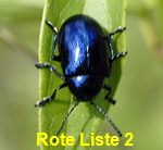 Blauer Schwalbenwurz-Blattkfer (Eumolpus asclepiadeus)  kl.