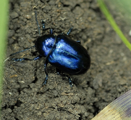 Blauer Schwalbenwurz-Blattkfer (Eumolpus asclepiadeus) Juli 2012 Mnsingen Biosph., Lautertal-Gundelfingen NIKON 246