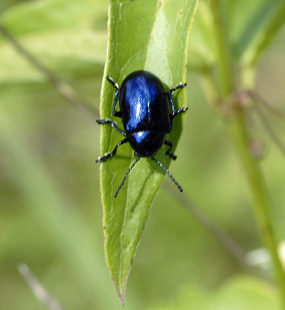 Blauer Schwalbenwurz-Blattkfer (Eumolpus asclepiadeus) Juli 2012 Mnsingen Biosph., Lautertal-Gundelfingen NIKON 248