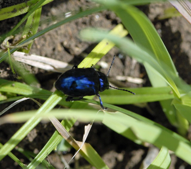 Blauer Schwalbenwurz-Blattkfer (Eumolpus asclepiadeus) Juli 2012 Mnsingen Biosph., Lautertal-Gundelfingen NIKON 243