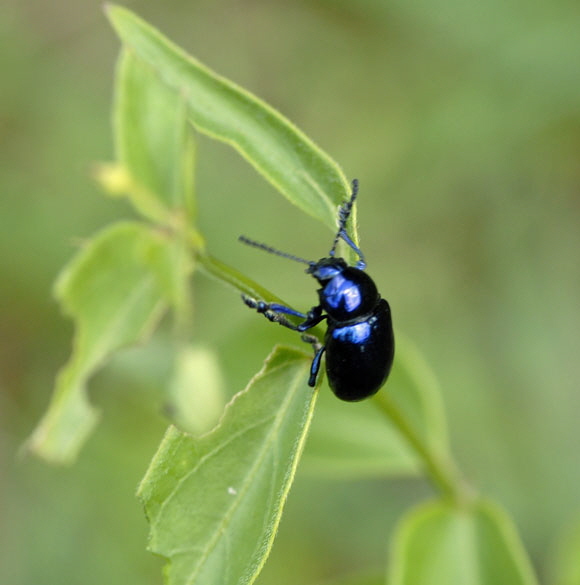 Blauer Schwalbenwurz-Blattkfer (Eumolpus asclepiadeus) Juli 2012 Mnsingen Biosph., Lautertal-Gundelfingen NIKON 247