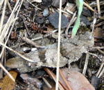 Blauflgelige dlandschrecke (Oedipoda caerulescens) 1 kl.