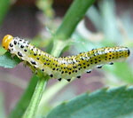 Blauschwarze Rosenbrstenhornblattwespe (Arge pagana) kl.