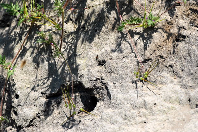 Blutbiene 3 Sphecodes spec.  Mai 09 Lorsch Weschnitzinsel 057