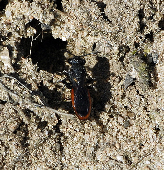 Blutbiene 4 Sphecodes albilabris Mrz 2012 Bienen FFH Reliktwald Ost NIKON 023