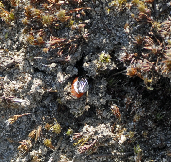 Blutbiene 4 Sphecodes albilabris Mrz 2012 Bienen FFH Reliktwald Ost NIKON 056