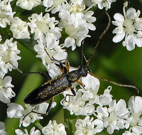 Blütenbock 1 Grammoptera abdominalis Mai 2012 Pfalz und Elsaß Nordvogesen NIKON 009c Blütenbock 1 Grammoptera abdominalis Mai 2012 Pfalz und Elsaß Nordvogesen NIKON 009c