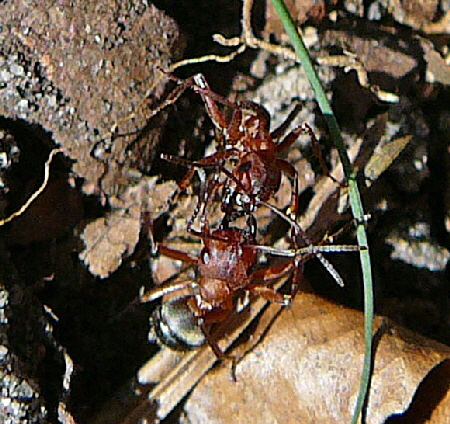 Blutrote Raubameise Formica sanguinea 2012-04-01 Waldstraen FFH RW ost u. Bienen 055