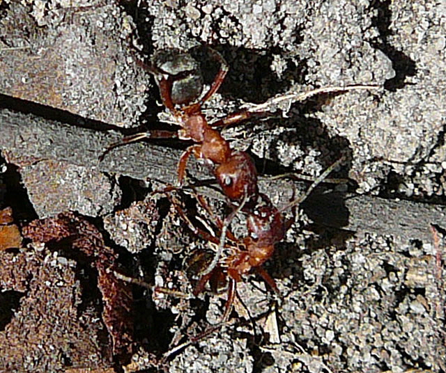 Blutrote Raubameise Formica sanguinea 2012-04-01 Waldstraen FFH RW ost u. Bienen 057