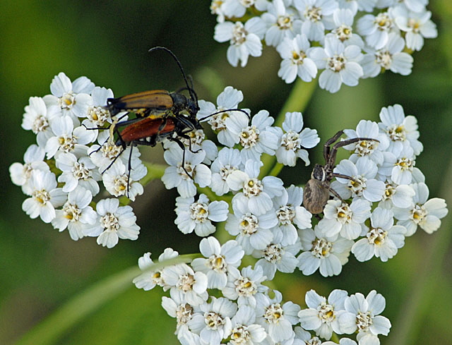 Blutroter Halsbock (Anastrangalia cf sanguinolenta) 2012-07-09 Balingen Lochen etc. NIKON 236
