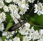 Bockkfer 1 Grammoptera abdominalis kl.