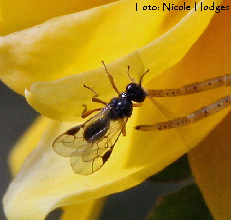 Brackwespe 1-April09-Garten-N_6a Brackwespe 1-April09-Garten-N_6a