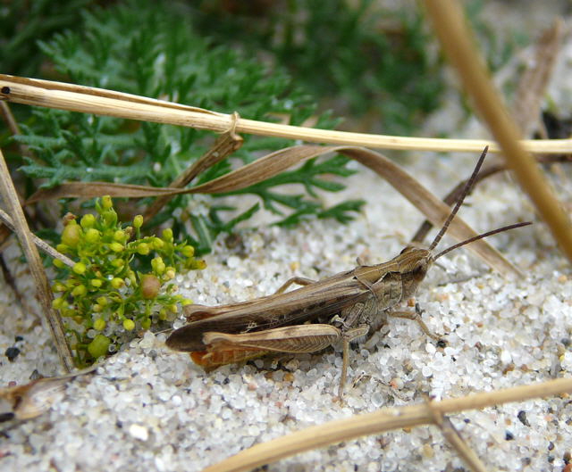 Braune Grashpfer (Chorthippus brunneus) Urlaub 2010 6.8.Fehmarn Ort u. Wallau, Ostseekueste 049