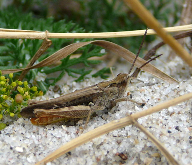 Braune Grashpfer (Chorthippus brunneus) Urlaub 2010 6.8.Fehmarn Ort u. Wallau, Ostseekueste 050