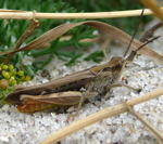 Braune Grashpfer (Chorthippus brunneus) kl.