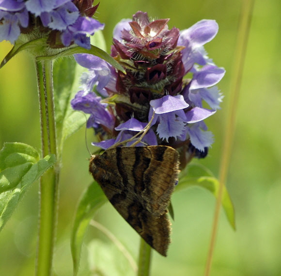 Braune Tageule (Euclidia glyphica Juli 2012 Odenwald-Wilhelmsfeld-Schnbrunn NIKON 014