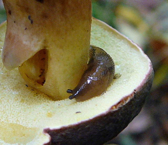 Braune Wegschnecke Arion cf fuscus Okt 2012 FFH Reliktwald West Pilze 101