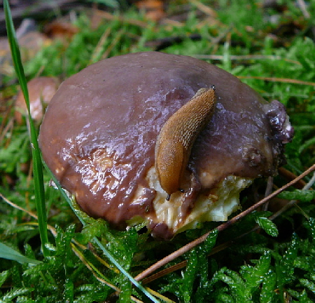 Braune Wegschnecke Arion cf fuscus Okt 2012 FFH Reliktwald West Pilze 110