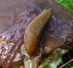 Braune Wegschnecke Arion cf fuscus kl.