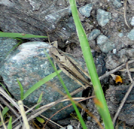 Brauner Grashpfer Juni 2008 Wildblumen & Landstrasse Huett 036