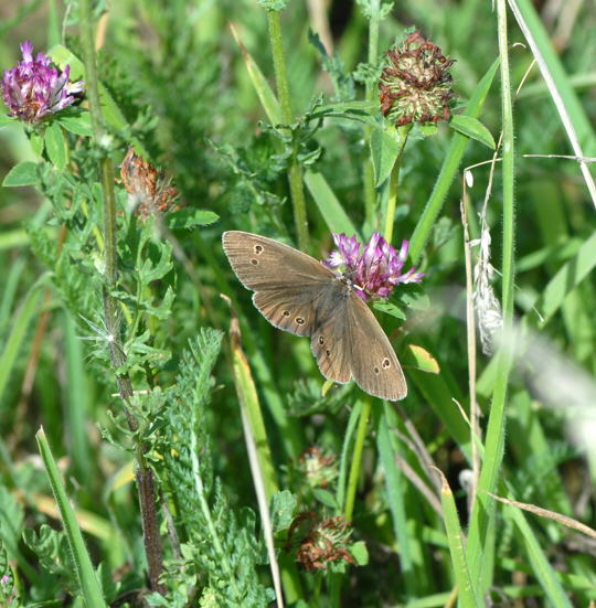 Brauner Waldvogel 13.8.08_Priepert_Naturschutzgebiet_MecklenurgischeSeenplatte 211