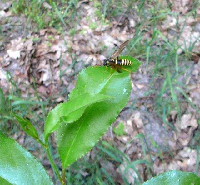Braunwurz-Blattwespe  Tenthredo scrophulariae - Mai 2011 Viernheimer Wald westlich A67 082