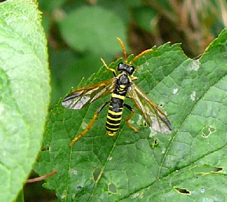 Braunwurz-Blattwespe  Tenthredo scrophulariae Mai 2011 Viernheimer Heide groes Insekt 041
